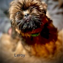 Shih Tzu Puppies from LowCol Ranch