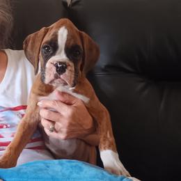 Boy 1 Flashy light brindle - Brindle male Boxer puppy in Morriston, Florida from Like The Wind Boxers