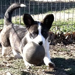 Cardigan Welsh Corgi Puppies from Espuela Cardigan Welsh Corgis