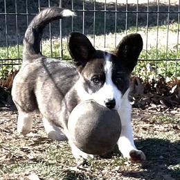 Cardigan Welsh Corgi Puppies from Espuela Cardigan Welsh Corgis