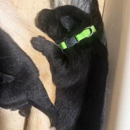 Green collar male - Bi-color male German Shepherd puppy in Centralia, Illinois from Janices AKC German Sheperds LLC