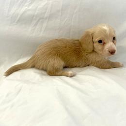 Sky Blue - Cream male Dachshund puppy in Silver Springs, Florida from DeMarsh's Dachshunds