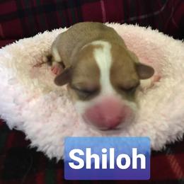 Pembroke Welsh Corgi Puppies from Whimsical Treasure Corgis