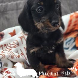 Zoey-Tucker Pup 4 by birth order ( girl ) - Black and tan female Dachshund puppy in Anamosa, Iowa from Melsh Precious Pets