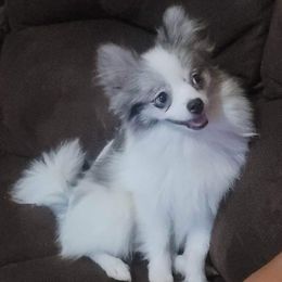 Gucci - Pomeranian