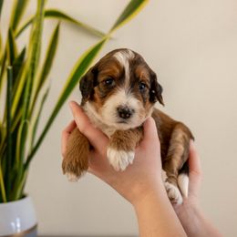Duck - male Golden Mountain Doodle puppy in New River, Arizona from Sonoran Standard Doodles