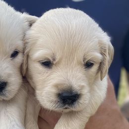 Sprout - Golden Retriever puppy from Little House on the Farmie