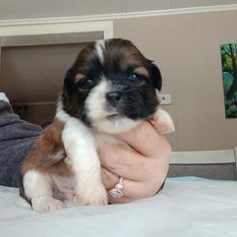 Wimble - Sable and white male Shih Tzu puppy in Brodnax, Virginia from Kbsshihtzus