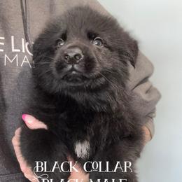 Black collar - Black male German Shepherd puppy in Canterbury, Connecticut from Nachtwaechter German Shepherds, LLC