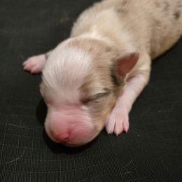 Red Merle Male - Australian Shepherd puppy from Ellison Family Homestead