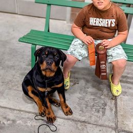 Rottweiler Puppies from Von Haus Roman Rottweilers