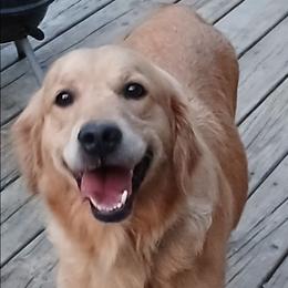 Carroll - Golden Retriever