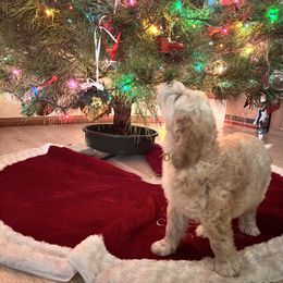 Cedar - Apricot male Goldendoodle puppy in Morriston, Florida from Florida's Joyful Goldendoodles