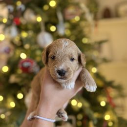 Mr. Red - Apricot male Goldendoodle puppy in Athens, Georgia from Moore Goldendoodles