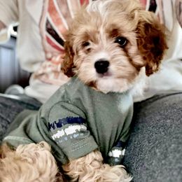 Cavapoo Puppies from Wednesday & Co
