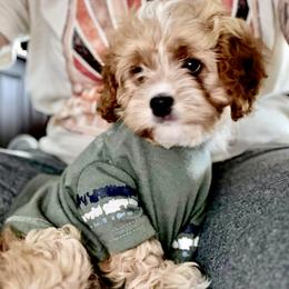 Cavapoo Puppies from Wednesday & Co