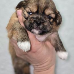 Socks - Red and tan female Shih Tzu puppy in Cabot, Arkansas from Borderland's Kennel