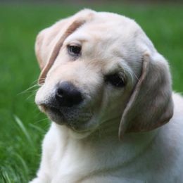 Labrador Retrievers from Swinging Bridge Labrador Retrievers
