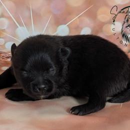 Shadow - Black male Pomeranian puppy in Fultonville, New York from Sandy Aussies & Pomeranians