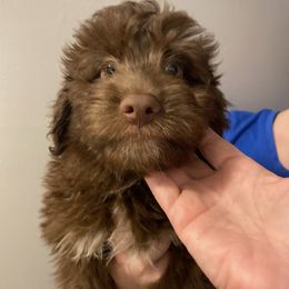 Theo - Brown and white male Aussiedoodle puppy in Columbia, Kentucky from Burton's Precious Doodles