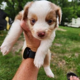 Boy 5 - Red merle Miniature Australian Shepherd puppy in New London, Minnesota from TWO ACRE HILLS