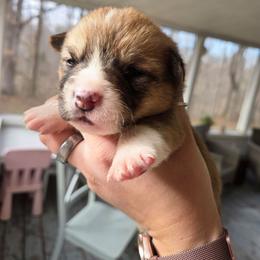 Luna - Red and white female American Corgi puppy in Centerville, Tennessee from Katerina's American Corgis