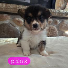 Pink - Black and tan female Pembroke Welsh Corgi puppy in Necedah, Wisconsin from The 6Ks Paws and Hobbies