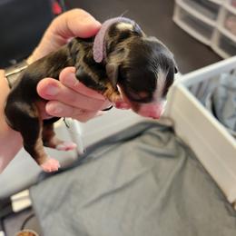 Girl 2 - Piebald female Dachshund puppy in Amarillo, Texas from Panhandle Dashing Doxies