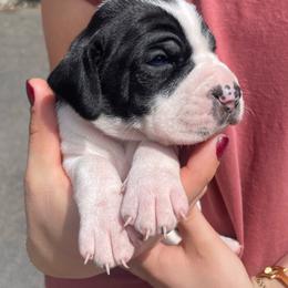Tan - Black and white male Pointer puppy in Olympia, Washington from Birdsboro Pointers