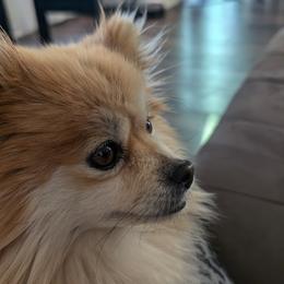 Pomeranian All Grown Up from TAMARA PLANIDA