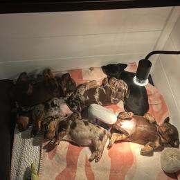 Dachshund Puppies from Dapper Dachshund