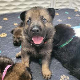 Yeti (Red Male) - Sable male German Shepherd puppy in Winchester, Kentucky from Del Lago Canine