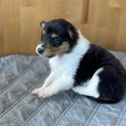 Maple - Black white and tan female Collie puppy in Underwood, Indiana from Third Gen Collies