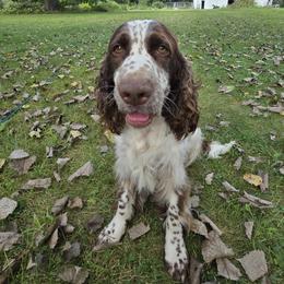 Rhiannon - English Springer Spaniel