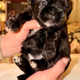 Potato - Blue and white female Shih Tzu puppy in Citrus Heights, California from The Lion dog Shih Tzu