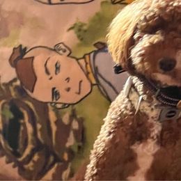 Molly - Goldendoodle