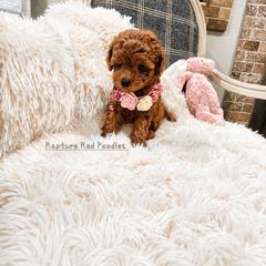 Bella - Apricot female Poodle puppy in Midway City, California from Rapture Red Poodles
