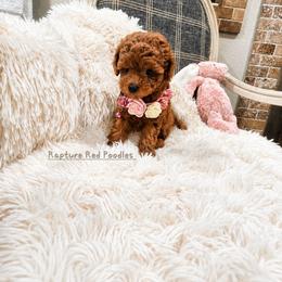 Bella - Apricot female Poodle puppy in Midway City, California from Rapture Red Poodles