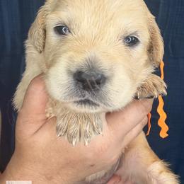 SO - a needle pulling thread (orange) - Light golden female Golden Retriever puppy in Argyle, Texas from Skarlotte Goldens, LLC