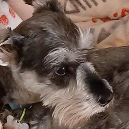 Miniature Schnauzers from Angela Kathleen Stout