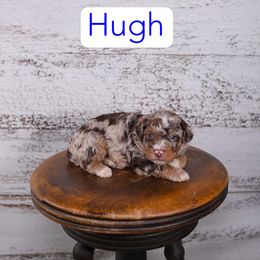 Hugh - Red merle male Assorted Doodle Crosses puppy in Calhoun, Georgia from Happy Top Doodles