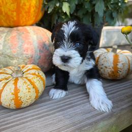 Salem - Parti female Miniature Schnauzer puppy in Silver Creek, Mississippi from Mamie’s Minis, LLC