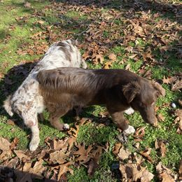 Australian Shepherd and Miniature Australian Shepherd All Grown Up from Southern Blessed Farm