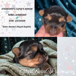 StarBorn's Cupid's Arrow - REBEL DIAMOND - Blue and gold male Yorkshire Terrier puppy in Northville, Michigan from StarBornYorkies, LLC