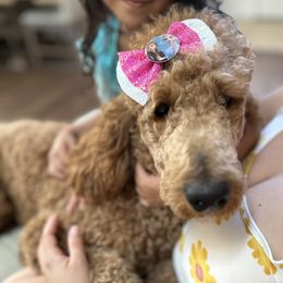 Ellie - Goldendoodle