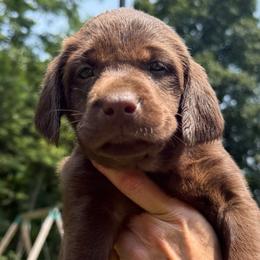 Girl 4 - female Labrador Retriever puppy in Rockville, Indiana from Point to Point West