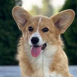 Bulldogs and Pembroke Welsh Corgis from Salted Rim Corgis