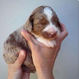 Samson - Red merle male Aussiedoodle puppy in Orland, California from Shockley’s Elite Doodles