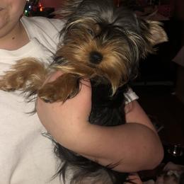 Sasha - Yorkshire Terrier