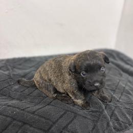 Pete - Brindle male Cairn Terrier puppy in Mountain Grove, Missouri from CreekTop